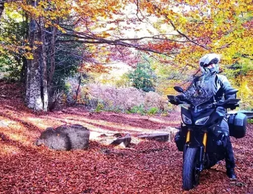 🍂 Weekend Novembrini:  Il Foliage– Sapori del Bosco… e non solo! 🍄